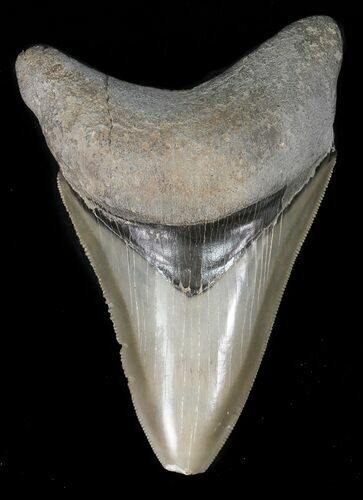 Serrated, Glossy, Megalodon Tooth - South Carolina #47217